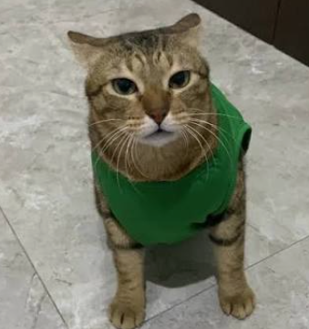 Aren Gentong - Kucing Meme Bekasi